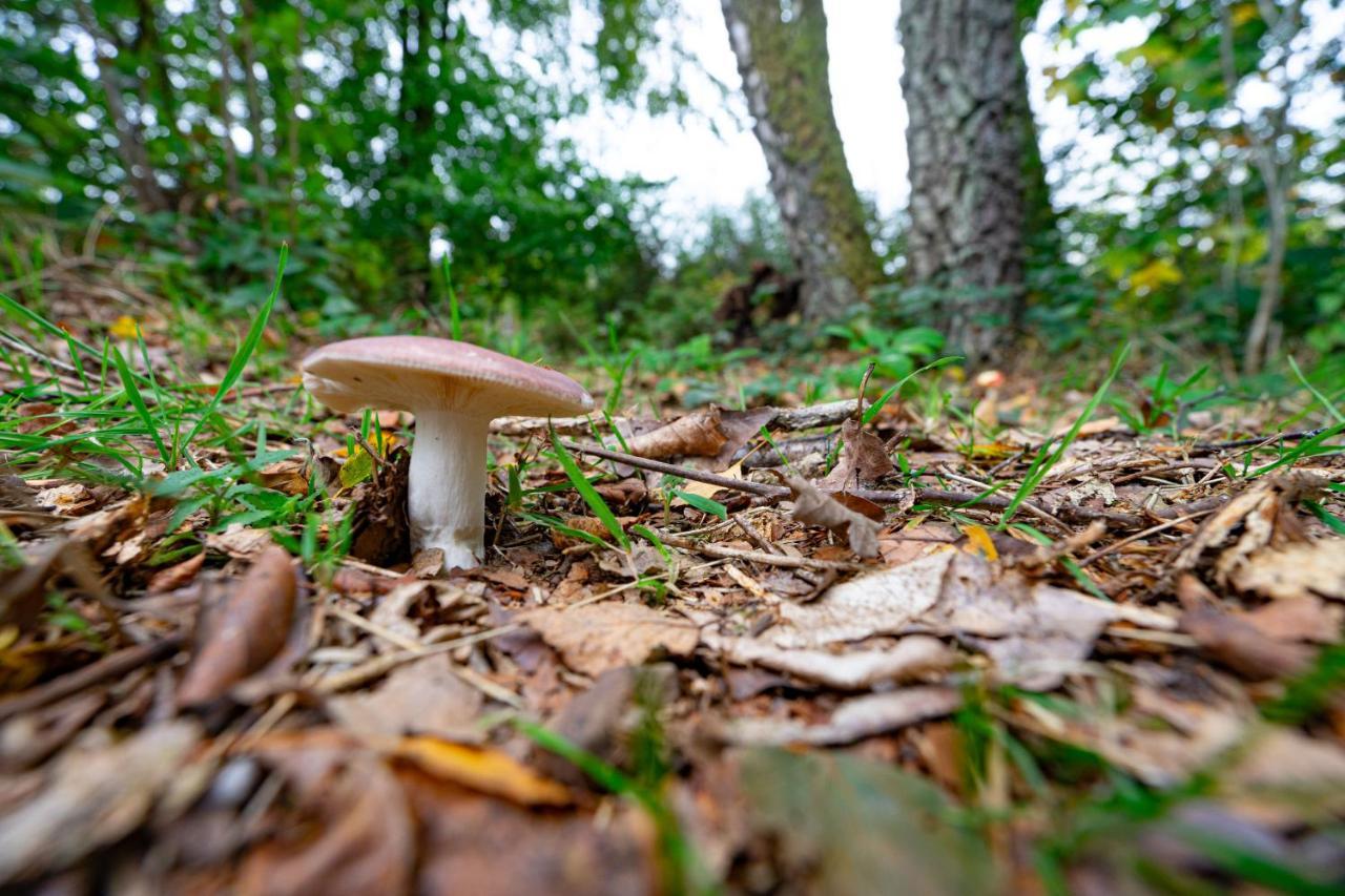 Au Ptit Bois Charmant La-Roche-en-Ardenne Ngoại thất bức ảnh
